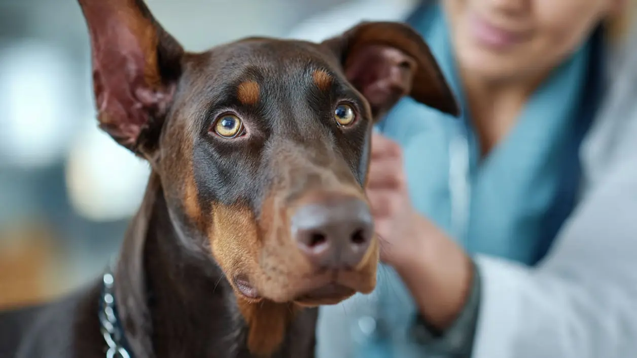 Can en Consulta Veterinara - Clinica de Especialidades Veterinarias El Pinar