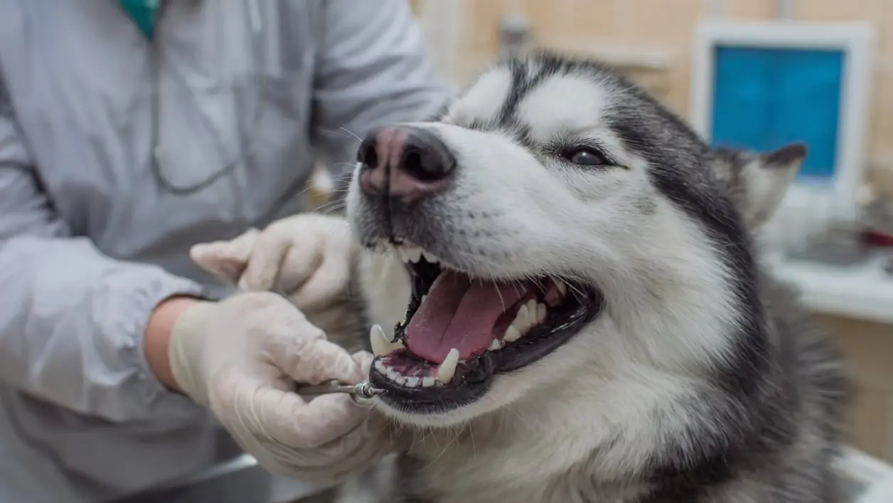 Perrito en odontología canina -  Clinica de especialdiades Veterinarias 