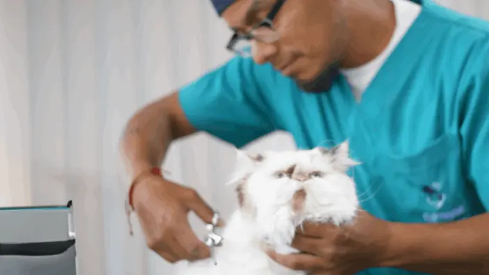 Peliquería Clinica Veterinaria El Pinar