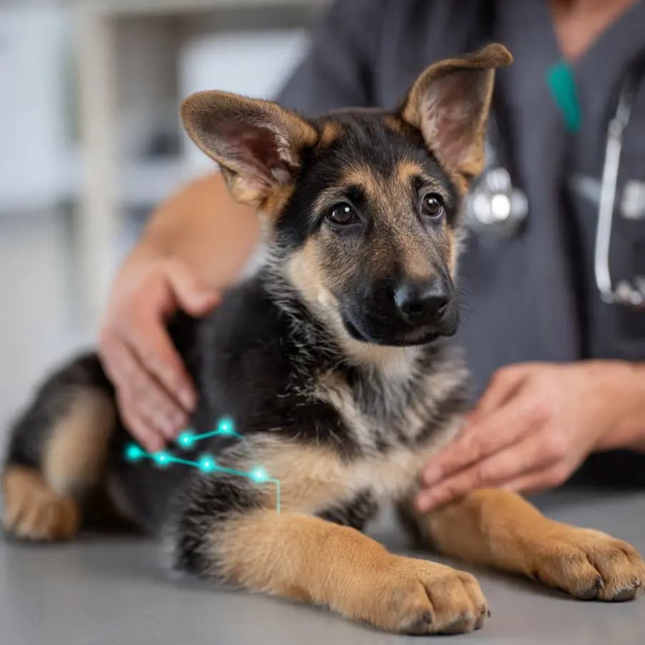 perrito en traumatología canina -  Clinica de especialdiades Veterinarias 