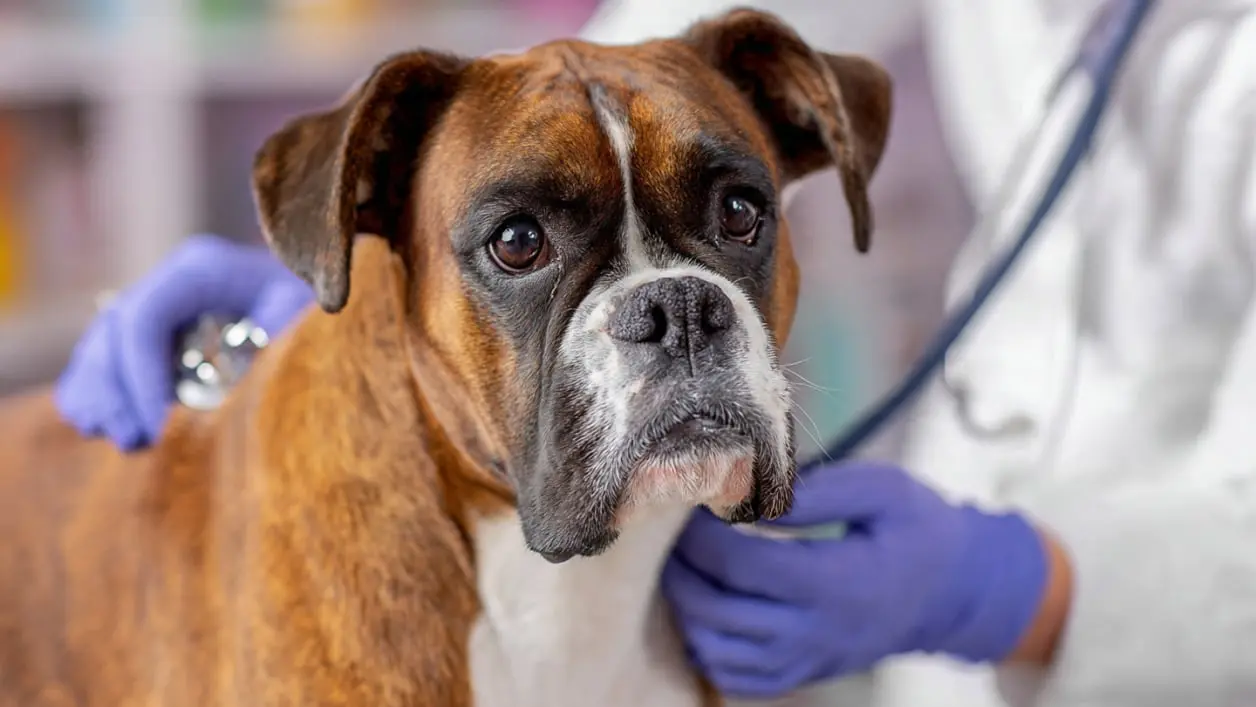 Perrito en consulta medicina Interna - Clinica de Especialidades Veterinarias El Pinar