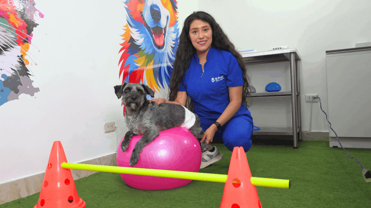 Perrito en terapia -  Clinica de especialdiades Veterinarias 